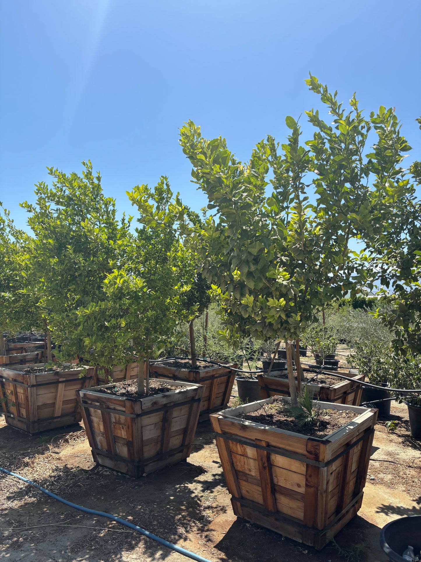 42” Box Citrus Trees