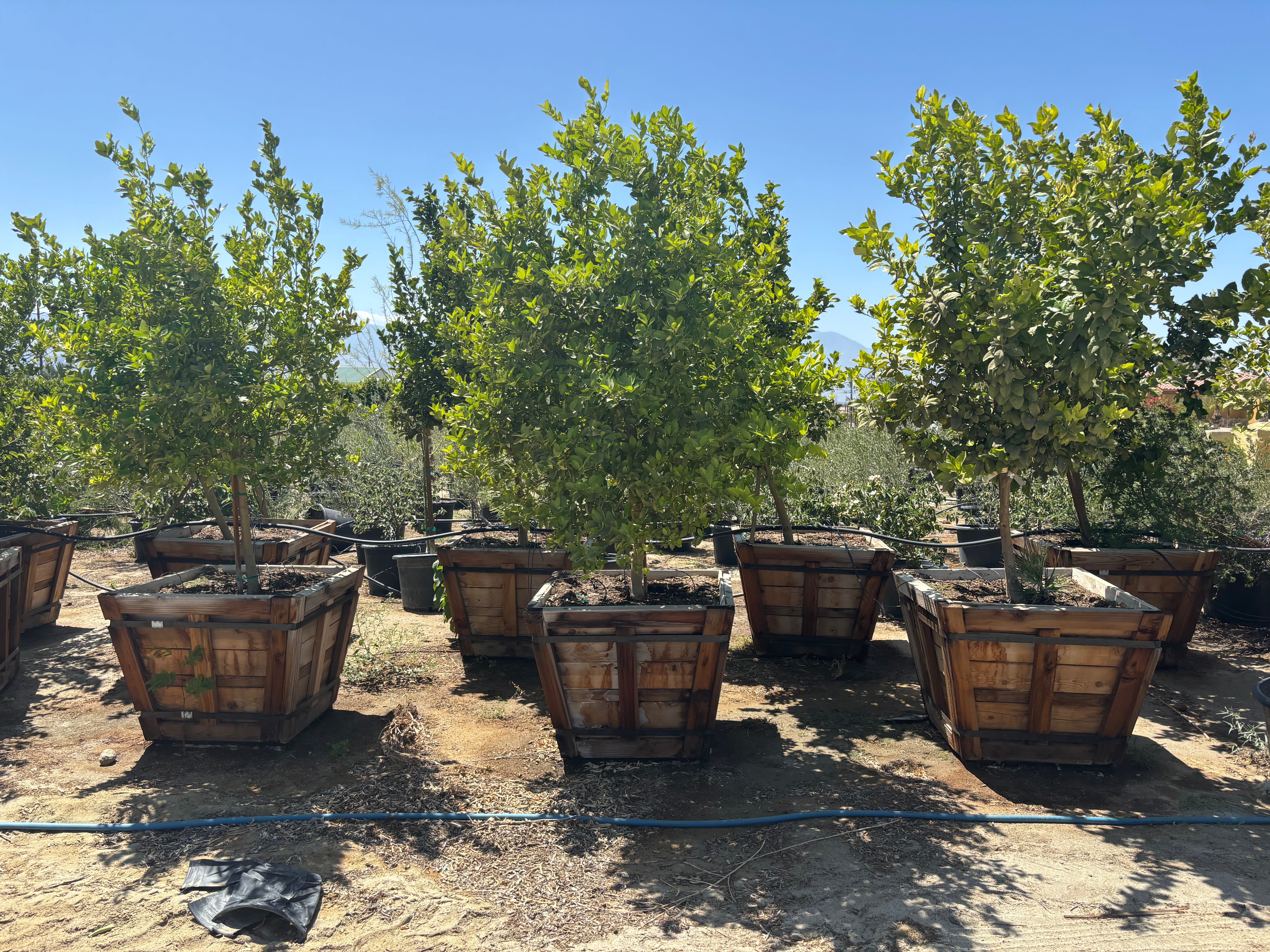 Root Lab 36” Box Jumbo Citrus Trees – Root Lab Growers