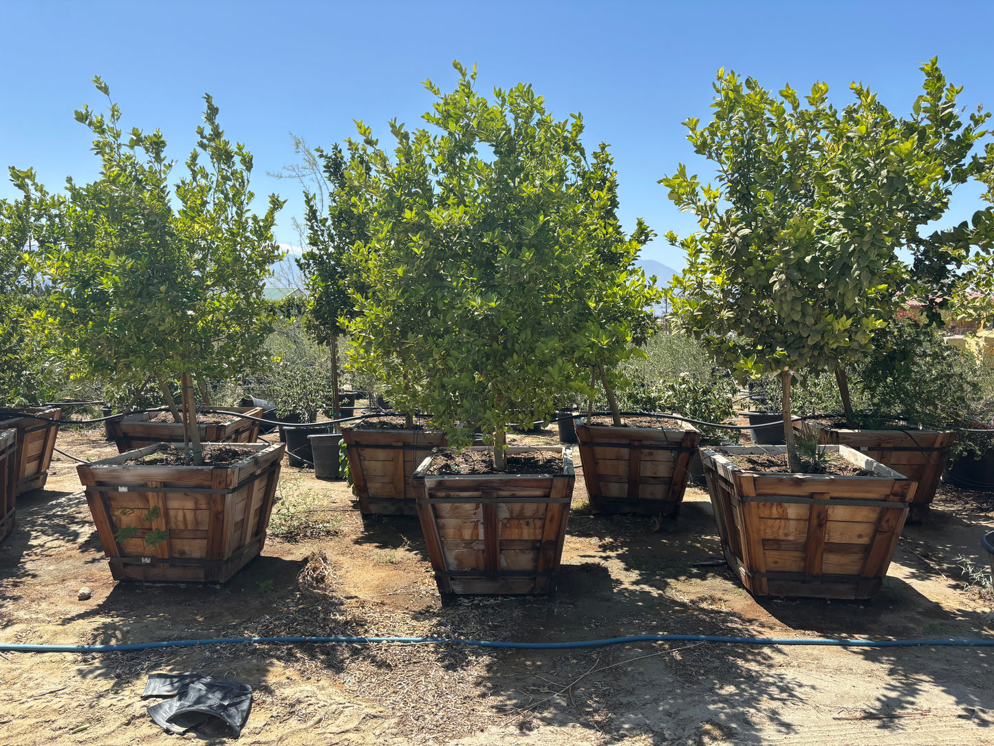 42” Box Citrus Trees