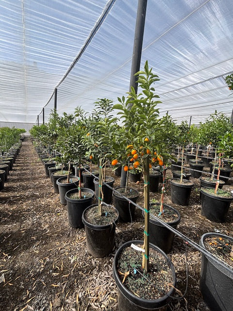 Kumquat Tree