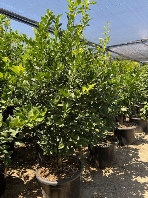 30 Gallon Citrus Trees