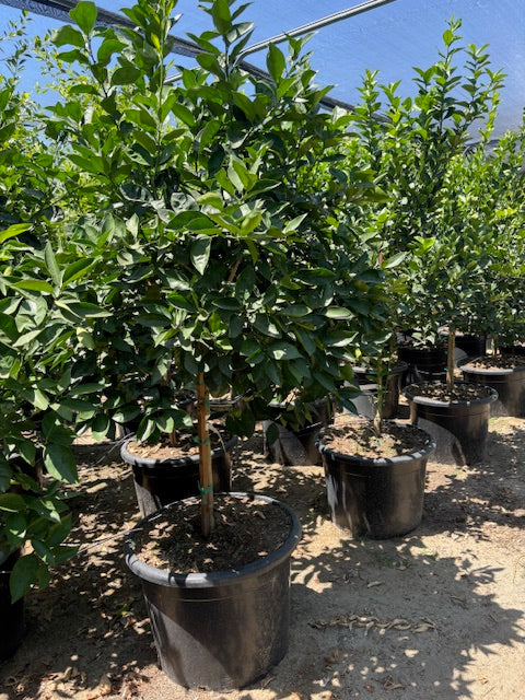 30 Gallon Citrus Trees