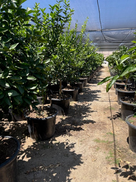 30 Gallon Citrus Trees
