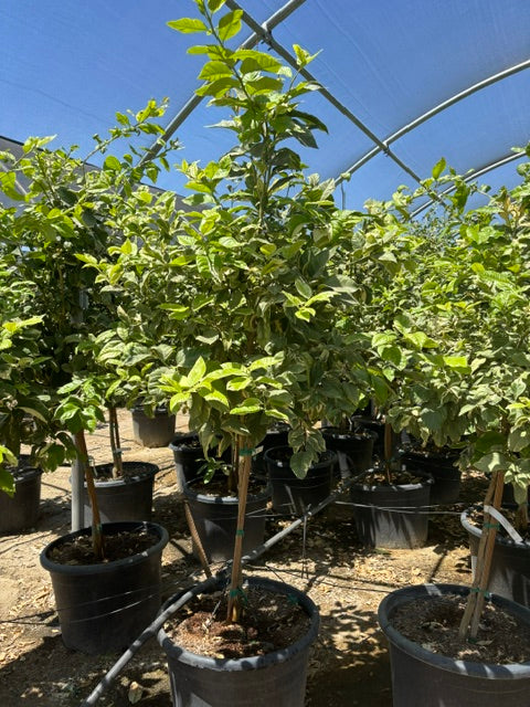 30 Gallon Citrus Trees