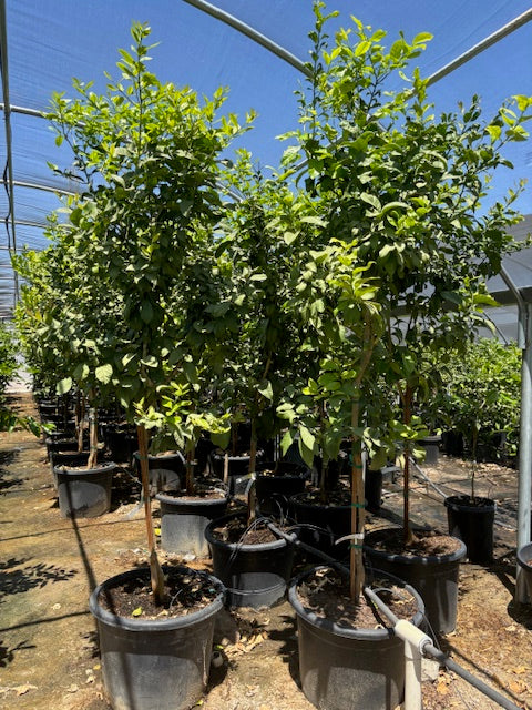 30 Gallon Citrus Trees