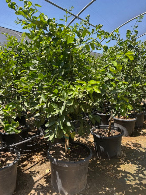 30 Gallon Citrus Trees