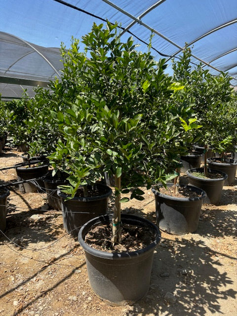 30 Gallon Citrus Trees
