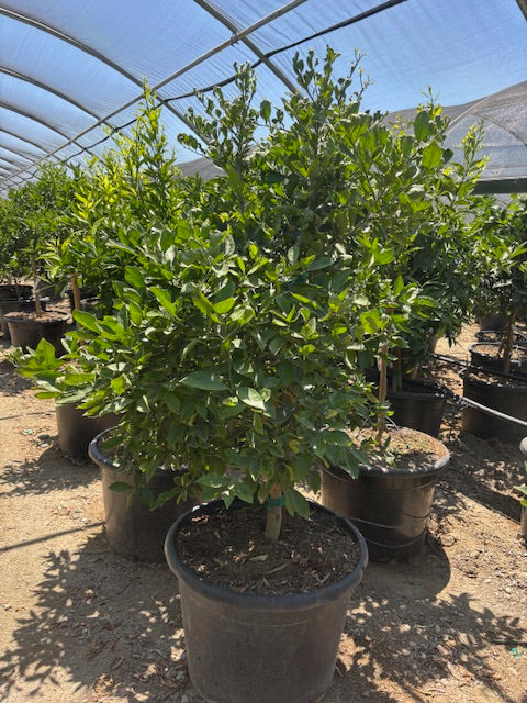 30 Gallon Citrus Trees