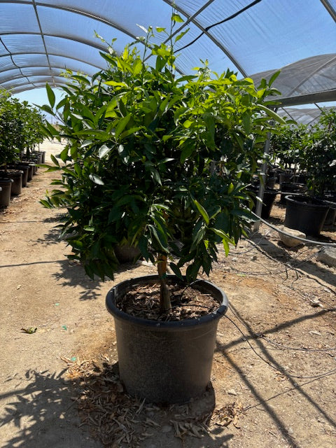30 Gallon Citrus Trees