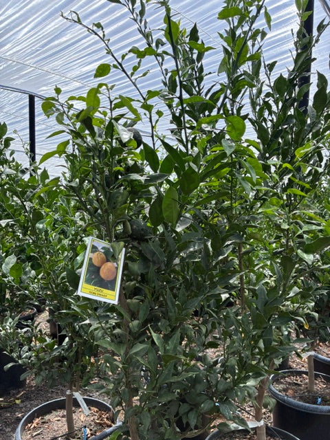 Yuzu Tree