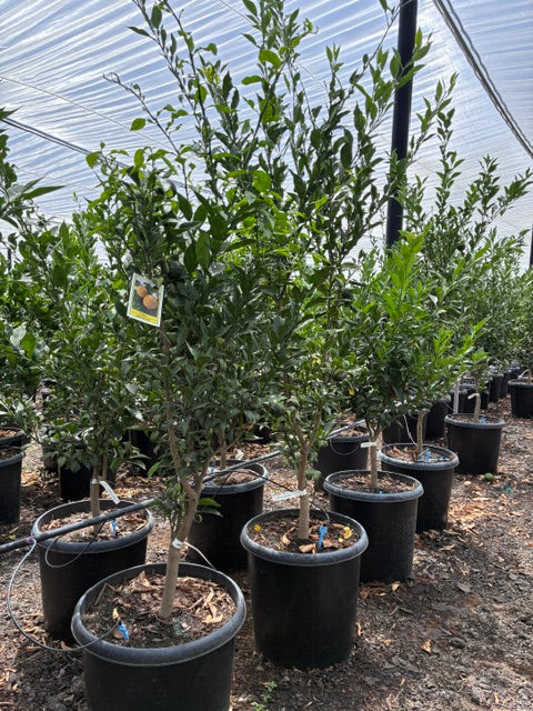 Yuzu Tree