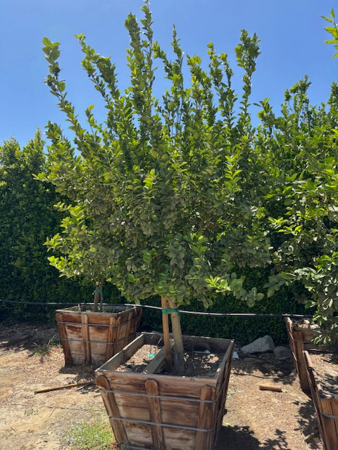 36” Box Citrus Trees