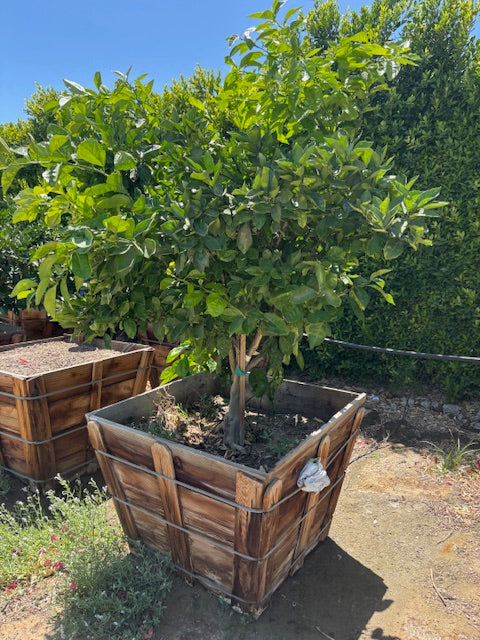 36” Box Citrus Trees