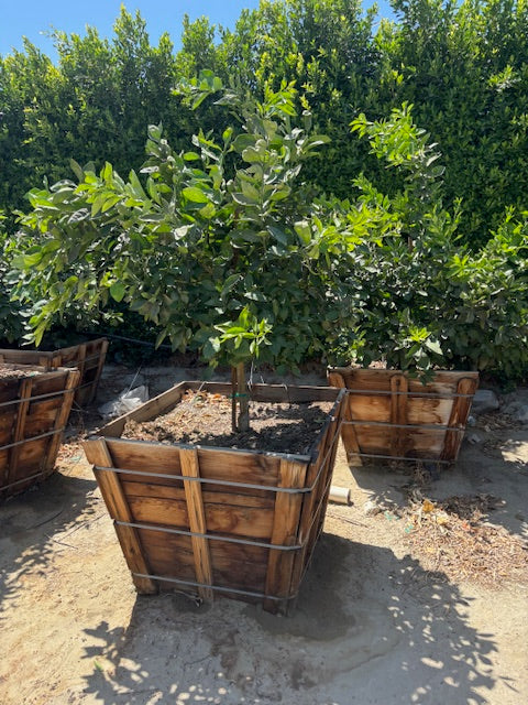 36” Box Citrus Trees