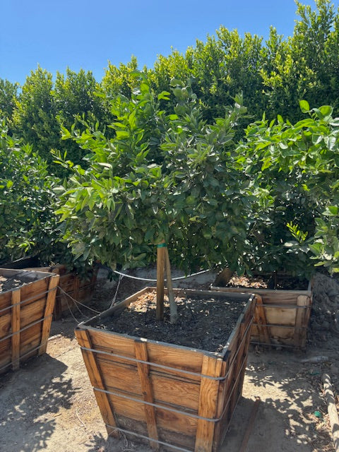 36” Box Citrus Trees