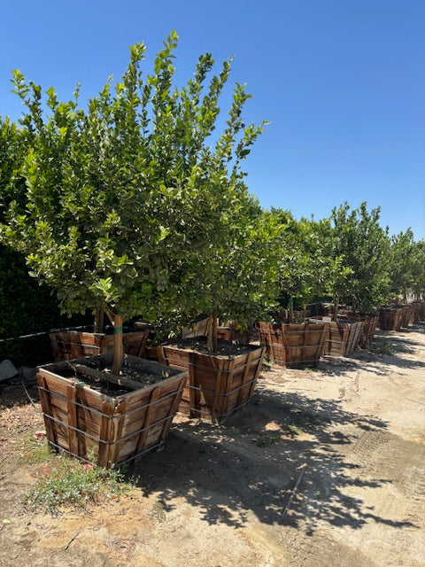 36” Box Citrus Trees
