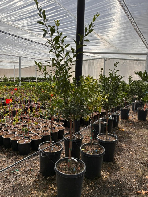 Yuzu Tree