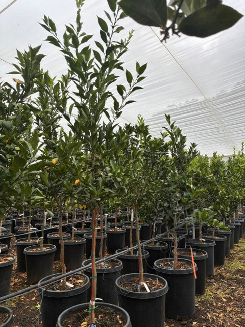 Yuzu Tree
