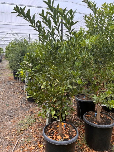 Yuzu Tree