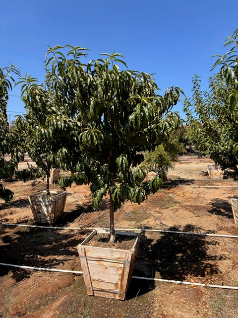 24" Box Fruit Tree