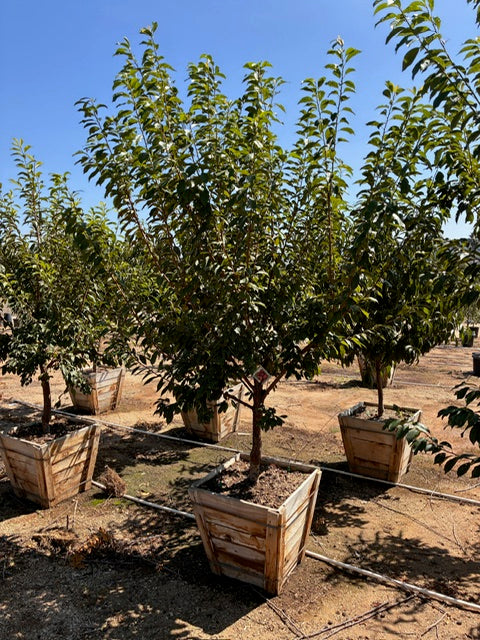 24" Box Fruit Tree