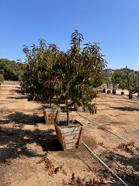 24" Box Fruit Tree