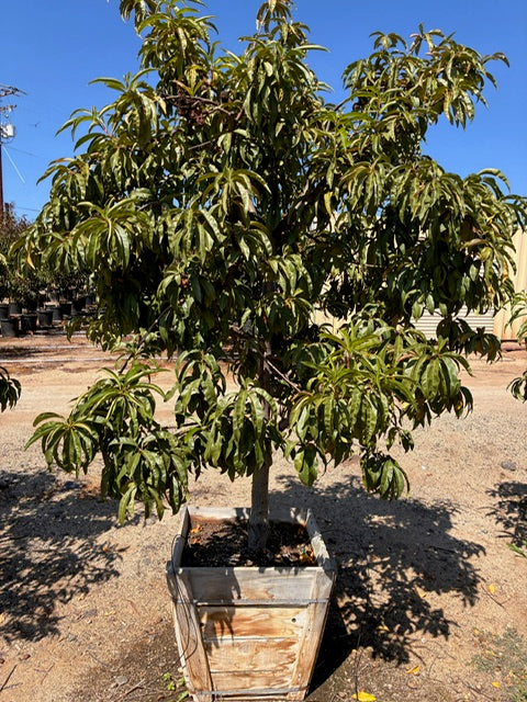 24" Box Fruit Tree