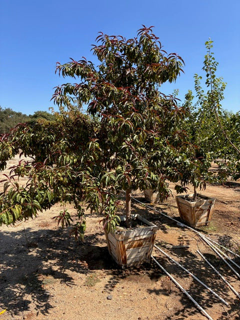 24" Box Fruit Tree
