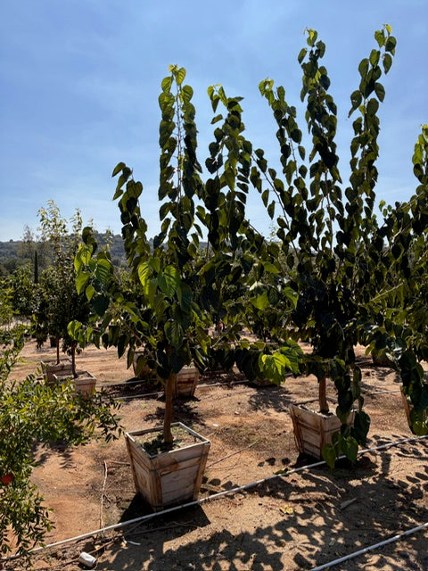 24" Box Fruit Tree