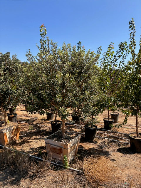 24" Box Fruit Tree