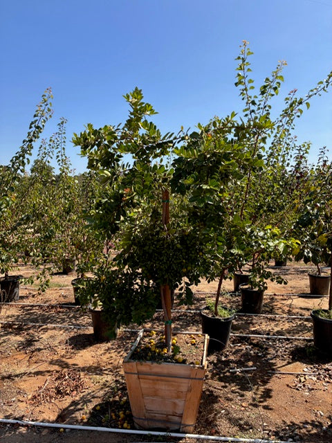 24" Box Fruit Tree