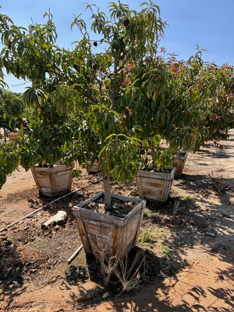 24" Box Fruit Tree