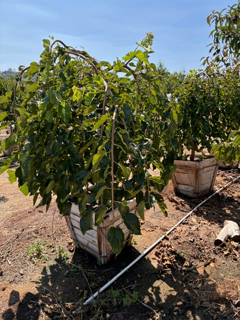 24" Box Fruit Tree
