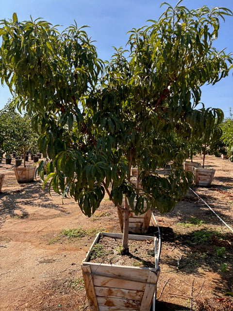 24" Box Fruit Tree