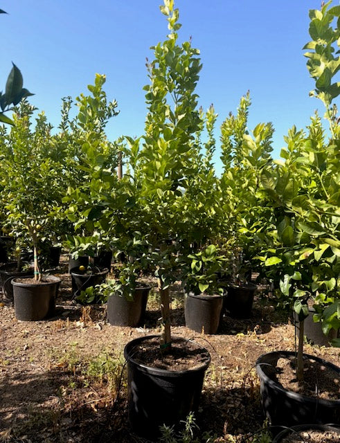 30 Gallon Citrus Trees