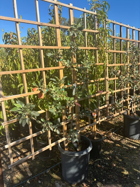 15G Apple Espalier Tree