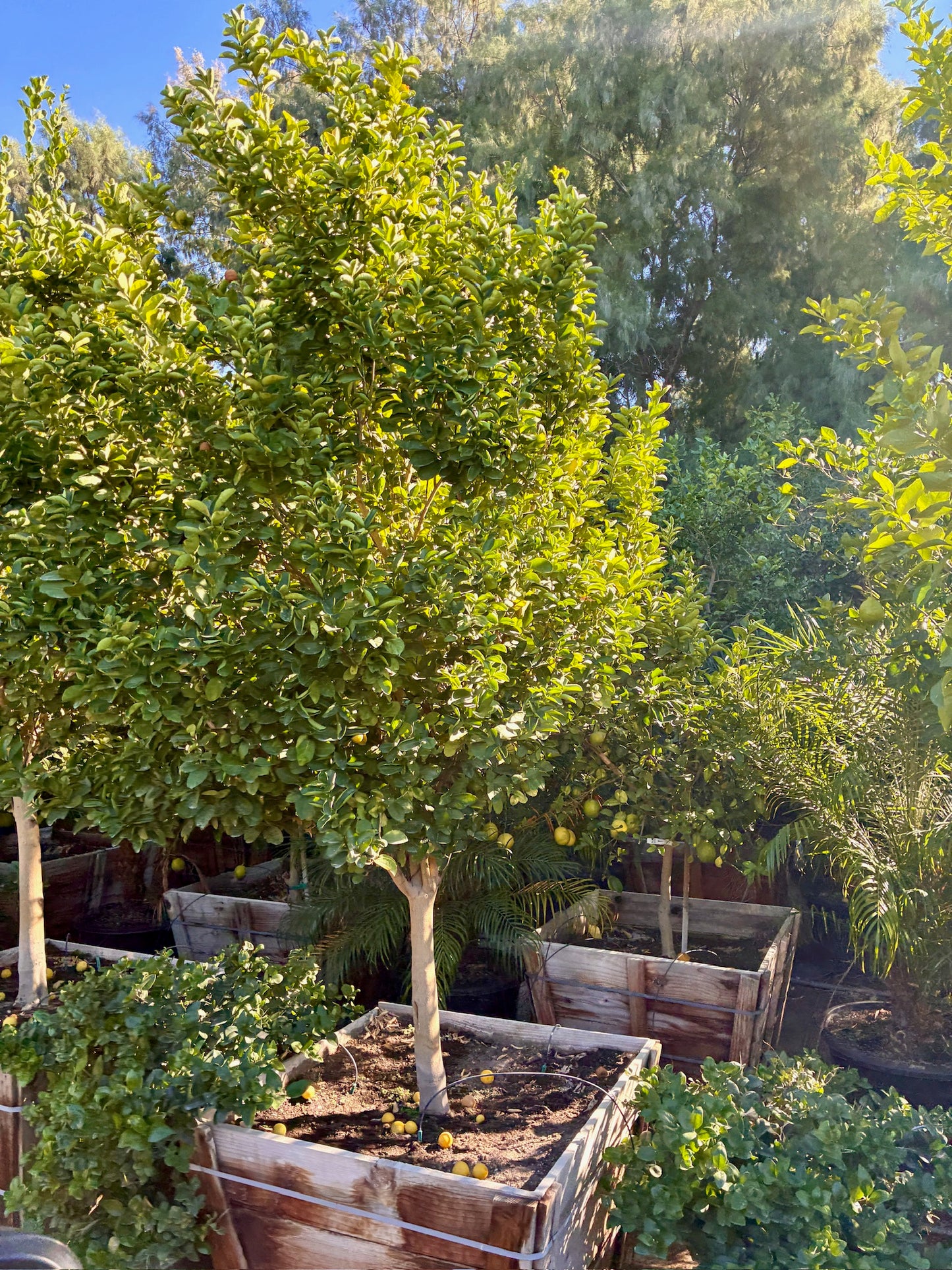 36” Box Citrus Trees
