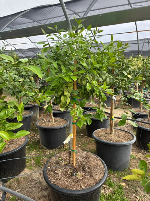 30 Gallon Citrus Trees