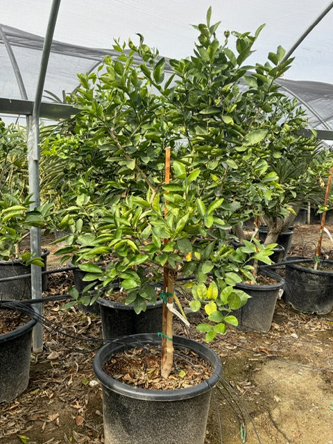 30 Gallon Citrus Trees