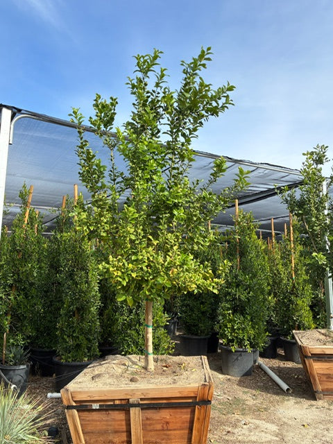48" Box Citrus Tree