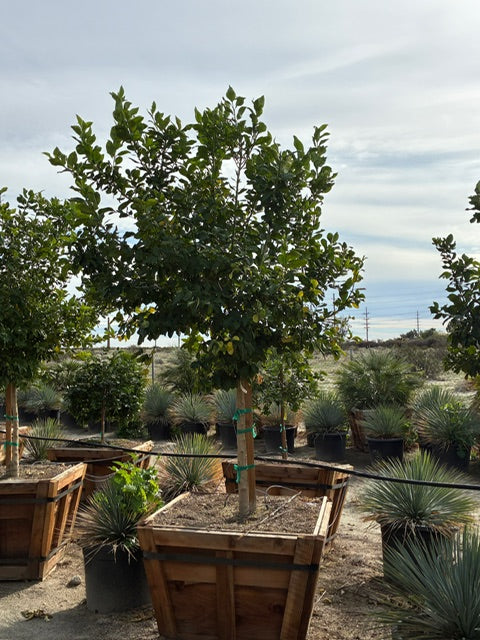48" Box Citrus Tree