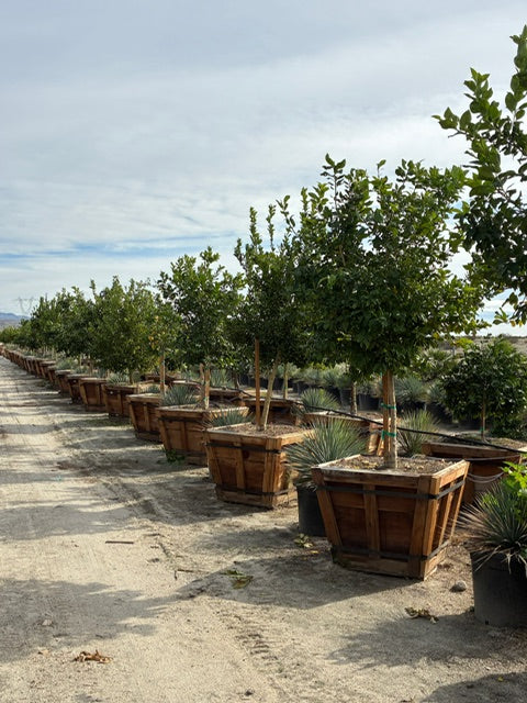 48" Box Citrus Tree