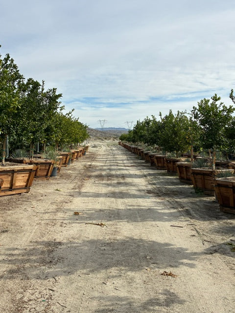 48" Box Citrus Tree
