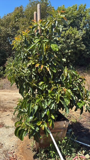Avocado Tree 24" Box