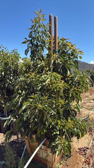 Avocado Tree 24" Box